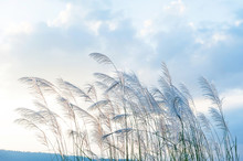Blowing Reed Background Reeds Blowing In Wind Free Stock Photo - Public Domain Pictures