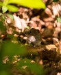 Rötelmaus oder Waldwühlmaus (Myodes glareolus, Syn.: Clethrionomys glareolus) sitzt auf Ast auf Waldboden, Lüneburger Heide, Niedersachsen, Deutschland