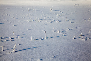 grass growing in the winter season