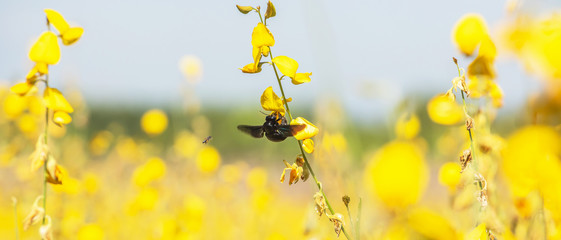 Wall Mural - Bumblebee and bee pollinating Sunn Hemp flowers.