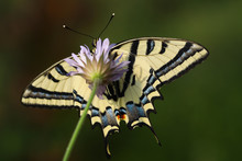 Tiger Swallow Butterfly ; Papilio Alexanor