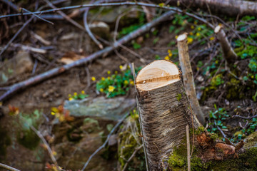 Tree stub in a forest that has been cleared