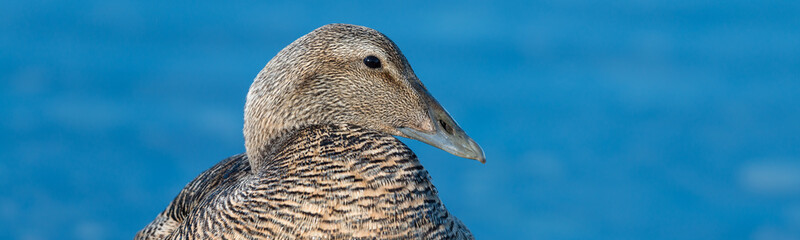 Wall Mural - Eider ducks at Jokusarlong glacier lake in Iceland