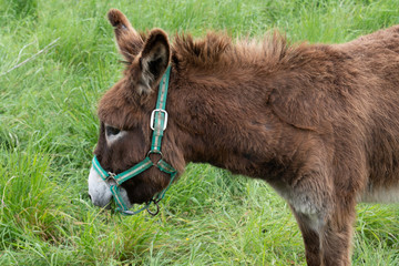 Wall Mural - Island Ile de Re Poitou brown donkey in France