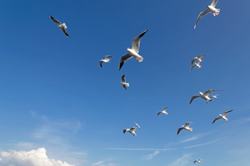 Seagulls in flight, near the port of Kerch.