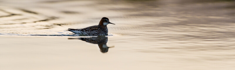 Wall Mural - The red-necked phalarope (Phalaropus lobatus) in beautiful light in an Icelandic lake