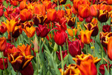 Fototapeta Tulipany - Orangerote Tulpen
