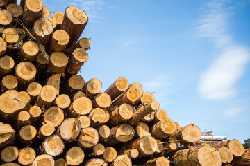 Stacked wood logs against blue sky - lumber or timber industry concept