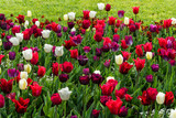 Fototapeta Tulipany - Weiße und dunkelrote Tulpen