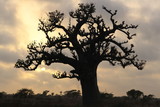 Fototapeta Sawanna - Baobab