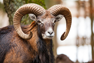 mouflon male (ovis musimon) with big curvy horns in the german forest.