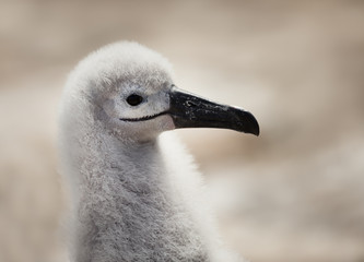 Wall Mural - close up of a black-browed albatross chick