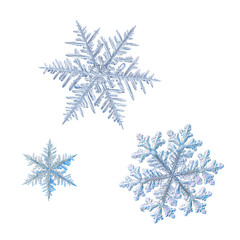 Three snowflakes isolated on white background. Macro photo of real snow crystals: elegant stellar dendrites with ornate shapes, hexagonal symmetry, glossy relief surface and complex details inside.