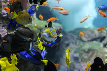 Wall Mural - Dory fish closeup or Palette surgeonfish inside coral reefs in the blue aquarium