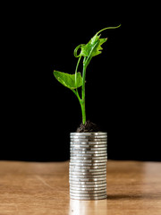 plant growing on coins stack,investments growing up and saving concept