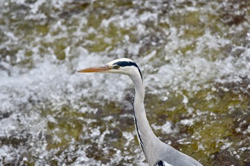 Wall Mural - Grey Heron