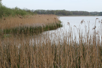 Wall Mural - long reeds in the lake