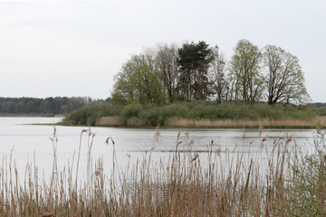 Wall Mural - lake in the forest, reed