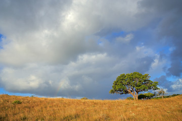 Sticker - African savannah landscape with trees in grassland with a cloudy sky, South Africa.