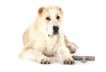 Central Asian Shepherd Dog (alabai) - puppy