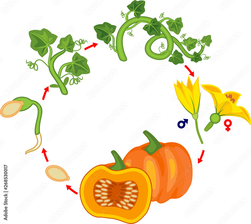 Life cycle of pumpkin plant. Growth stages from seed to green pumpkin ...