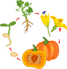 Poster - Life cycle of pumpkin plant. Growth stages from seed to green pumpkin plant and harvest isolated on white background