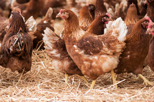 Portrait Of Chicken In A Traditional Free Range Poultry Farming