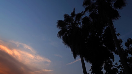 Looking up view of coconut tree silhouette and sunset orange blue sky background.