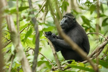 Celebes crested macaque on the branch of the tree. Close up portrait. Endemic black crested macaque or the black ape. Natural habitat. Unique mammals in Tangkoko National Park,Sulawesi. Indonesia