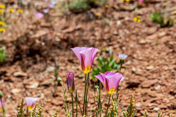 Poster - desert lilly