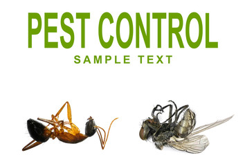 Sticker - Dead fly, ant and words PEST CONTROL isolated on a white background. Concept of pest control