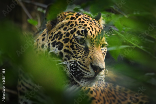 Jaguar - Panthera onca a wild cat species, the only extant member of Panthera na Poster Mural XXL