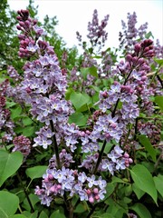 Wall Mural - Blooming branches of lilac