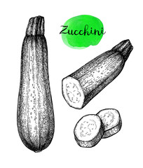 Wall Mural - Ink sketch of zucchini