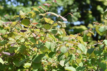 Poster - Spike winter hazel fruits and leaves