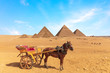 A horse with the cart in front of the Great Pyramids of Giza, Egypt