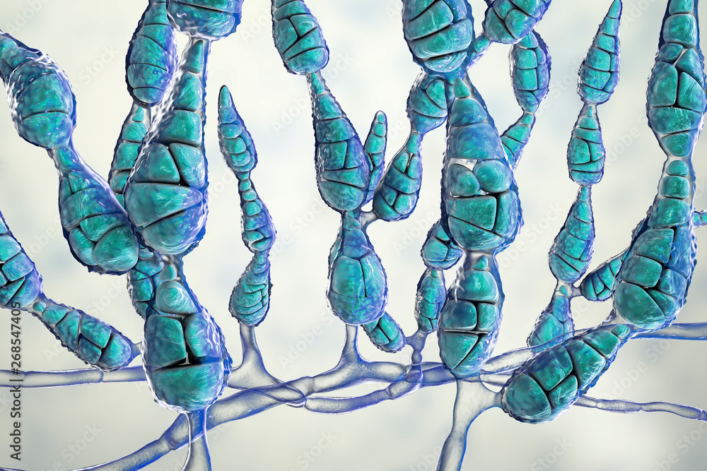 Mold Alternaria alternata, allergic fungus, 3D illustration. Alternaria ...