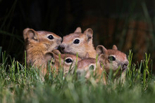 Golden-mantled Squirrel Babies