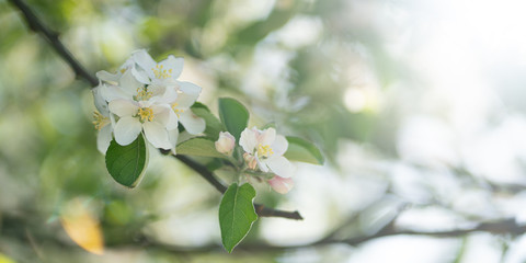 Canvas Print - flowers on a tree branch are white