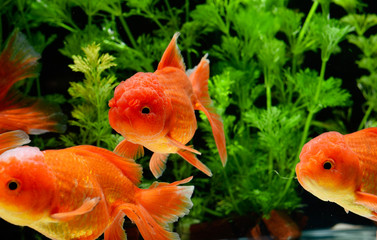 Goldfish carassius auratus background aquatic plants