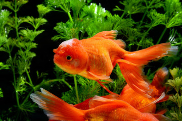 Goldfish carassius auratus background aquatic plants