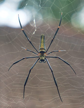 Large Tropical Spider - Nephila Pilipes Golden Orb In The Web