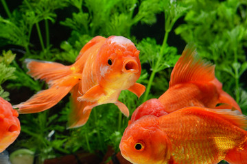 Goldfish carassius auratus background aquatic plants