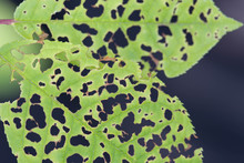 Leaf With Holes Eaten By Pests Macro