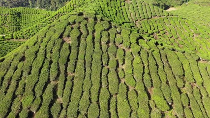 Wall Mural - Tea plantation footage from aerial drone 