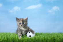 Adorable Diluted Tortie Kitten Sitting In Green Grass With A Soccer Ball, Blue Sky With Clouds Background. Animal Sports Theme.