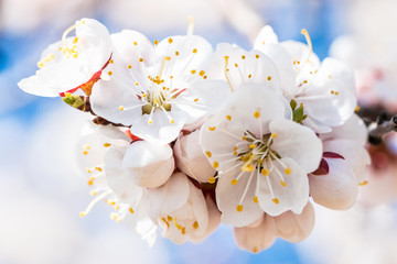  Branch of the cherry tree in bloom against the background of the blue sky. White petals flowers close-up. Springtime. Spring flowers blossom background.
