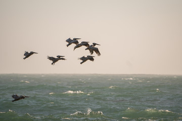 Flock of pelicans fling over rough seas