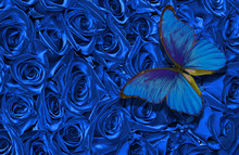 Deep Blue Natural Texture Background. Blue Rose Background. Blue Morpho Butterfly On A Blue Roses. Top View