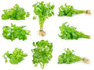 Wall Mural - fresh celery leaf isolated on white background